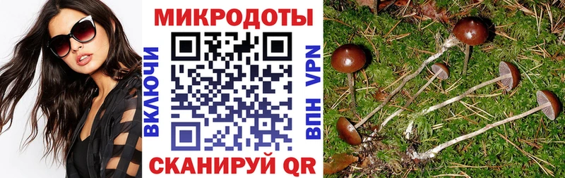 Псилоцибиновые грибы Psilocybine cubensis  Северо-Курильск 